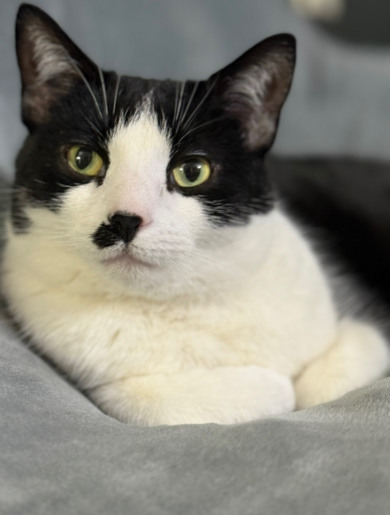 bw_cat.jpg