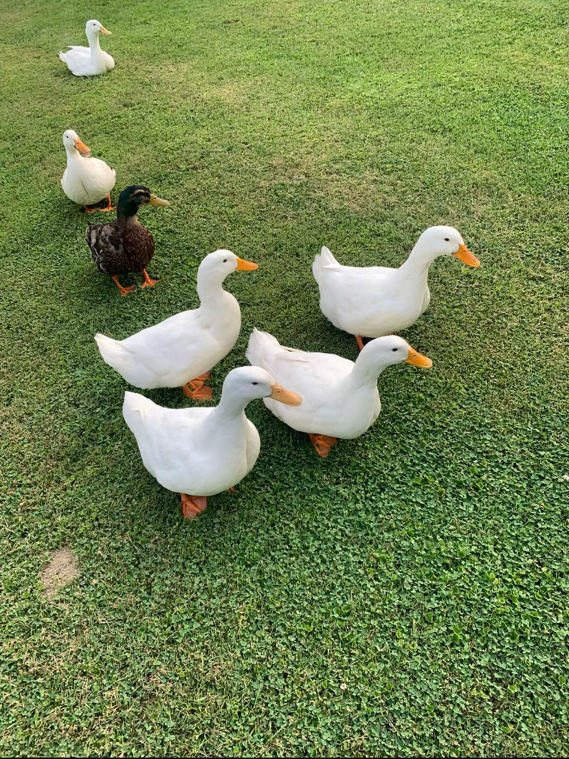 ducks.jpg
