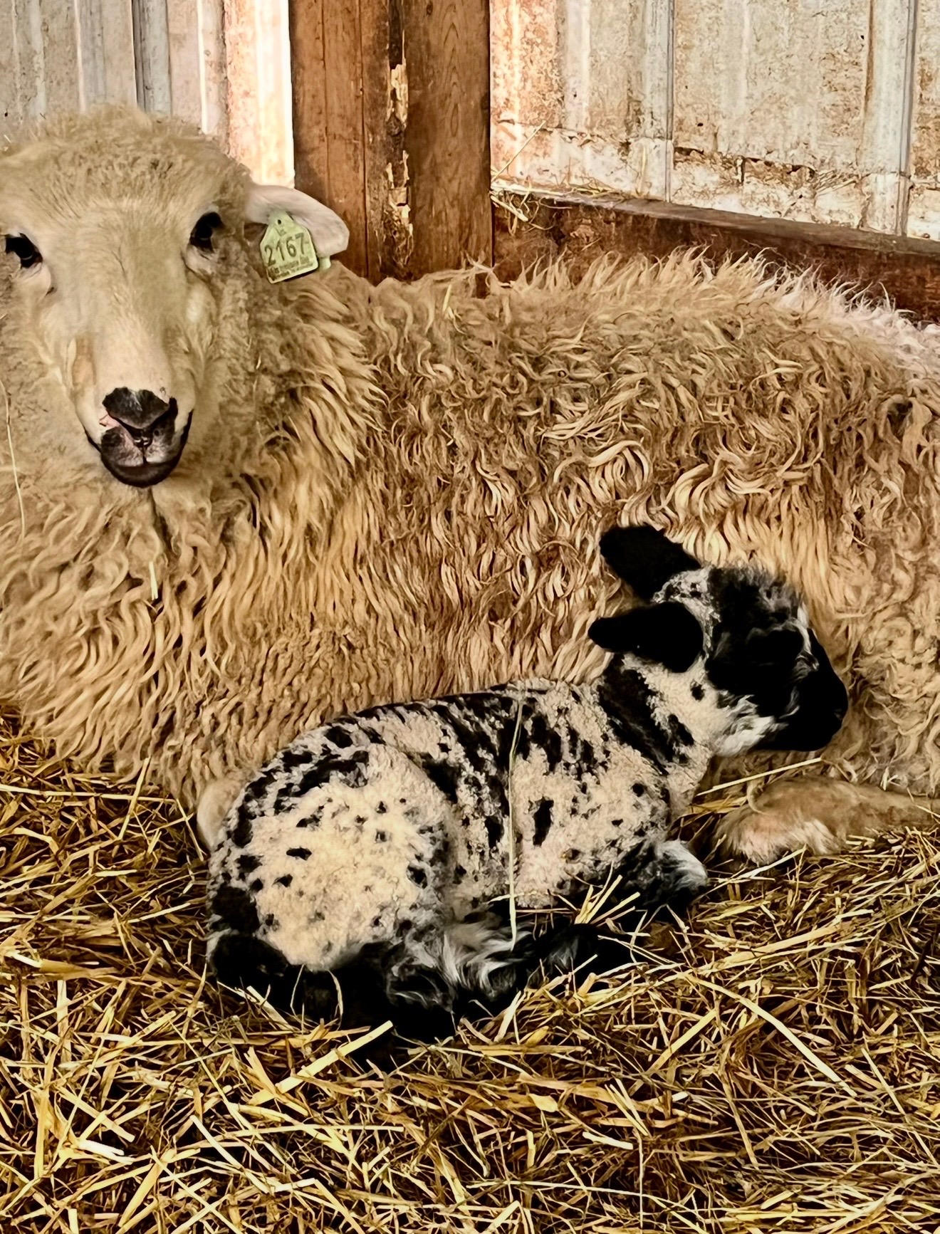 sheep.jpg
